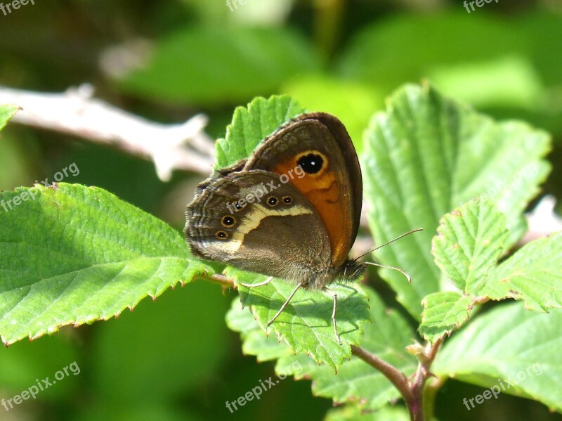 Lobito List Butterfly Pyronia Bathseba Blackberry Cintada Saltabardisses