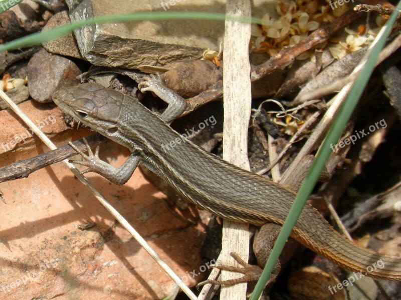 Lizard Detail Sargantana Scales Reptile