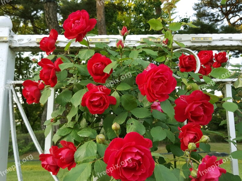 Tendrils Rose Red Rose Free Photos