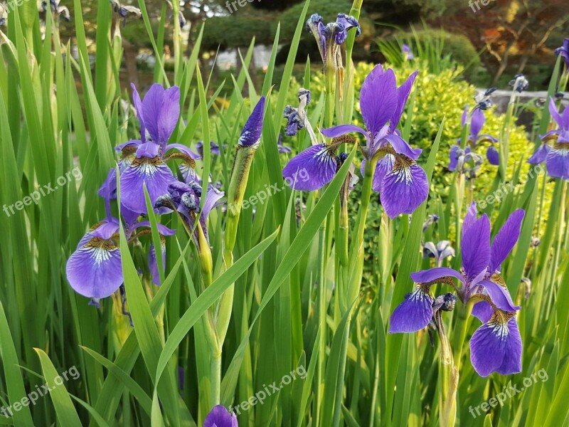 Iris Spring Free Photos