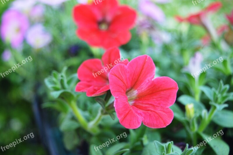 Flowers Rossi Garden Background Nature