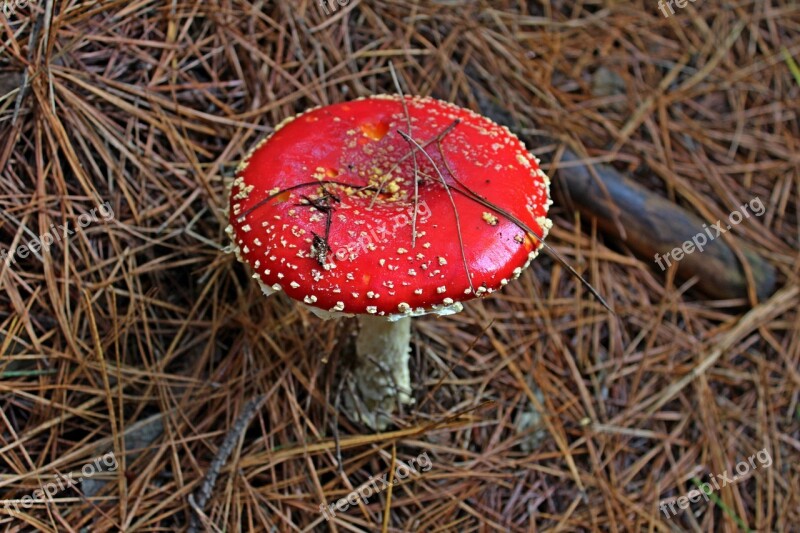 Fungus Forest Mushroom Nature Natural