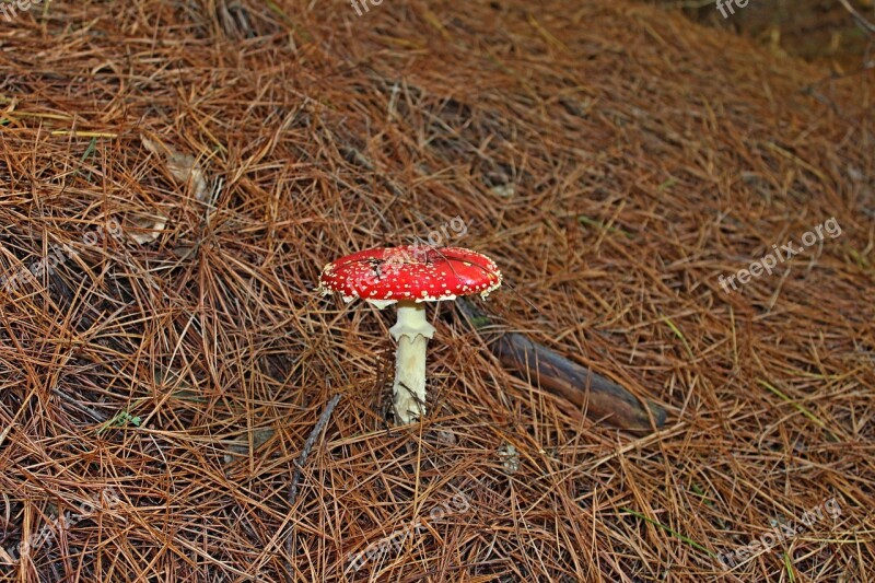 Fungus Forest Mushroom Nature Natural