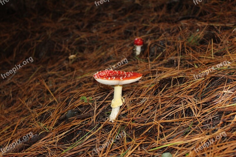 Fungus Forest Mushroom Nature Natural