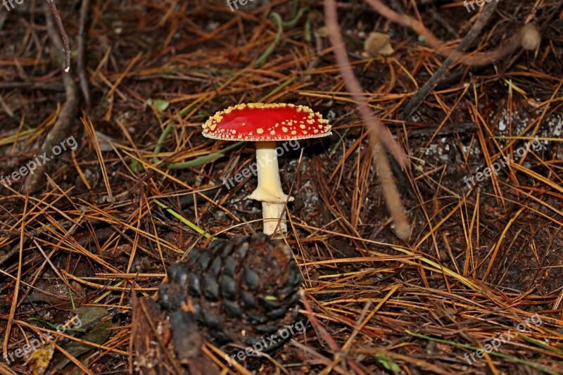 Fungus Forest Mushroom Nature Natural