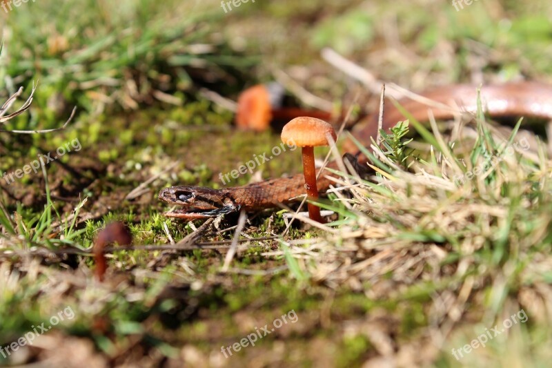 Snake Mushroom Nature Wild Drawing