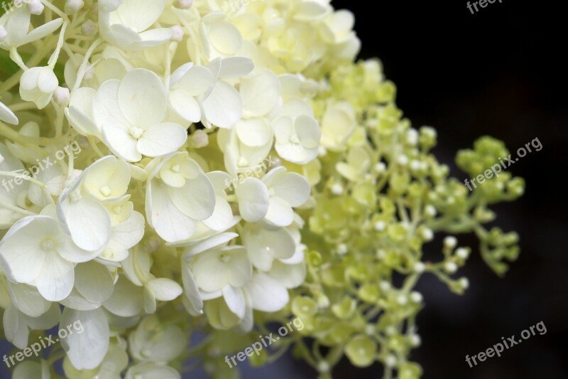 Hydrangea Plants Nature Forest Flowers