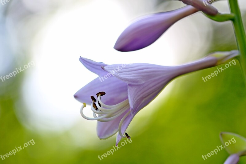 Vivian Chu Plants Nature Forest Flowers