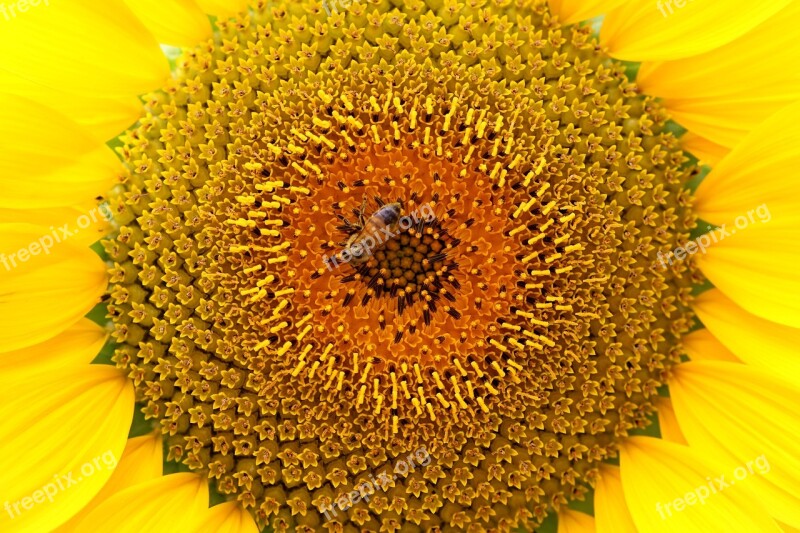 Sunflower Bee Nature Plants Yellow