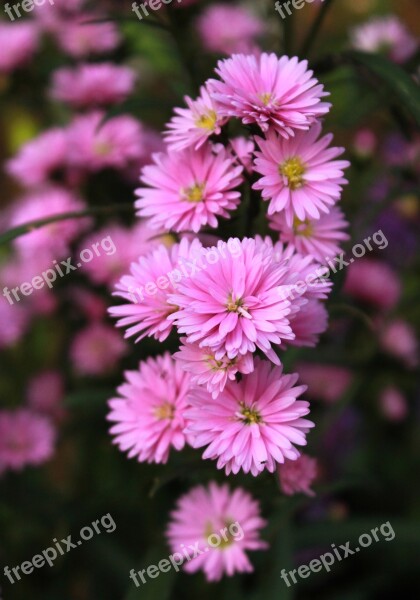 Aster Flower Pink Plant Flora