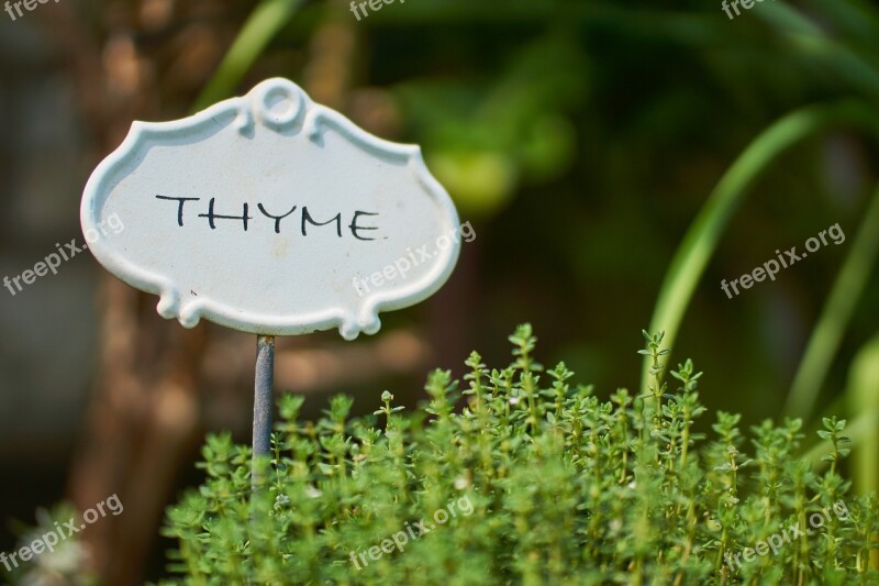 Thyme Herbs Spice Culinary Herbs Plant