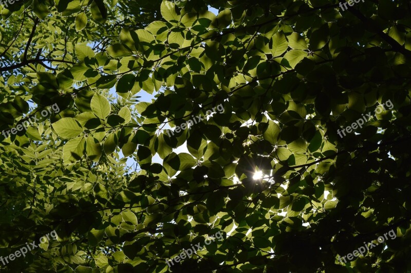 Nature Wood Foliage To Cover Wispy Free Photos