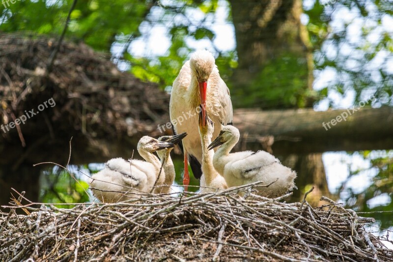 Stork Nest Storchennest Rattle Stork Brood Care