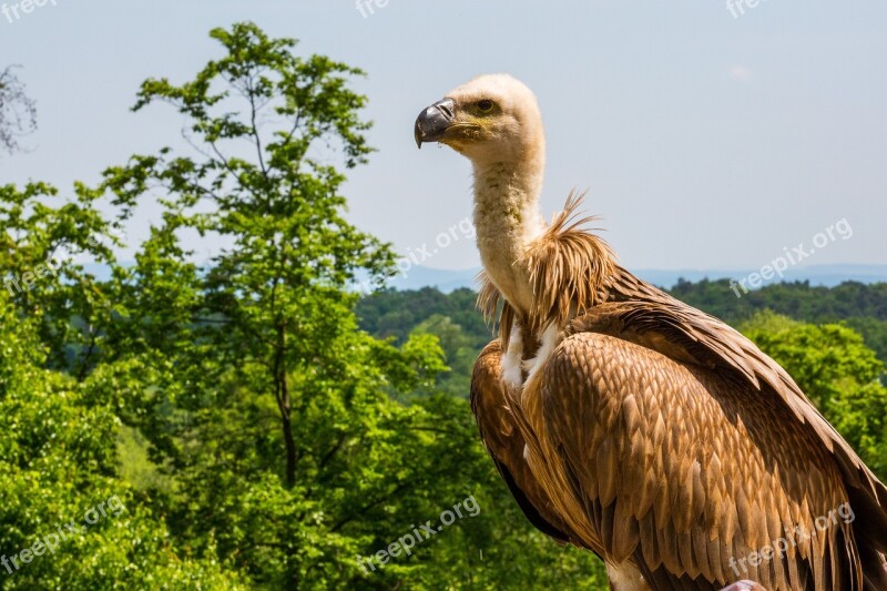 Griffon Vulture Vulture Bird Of Prey Raptor Falconry