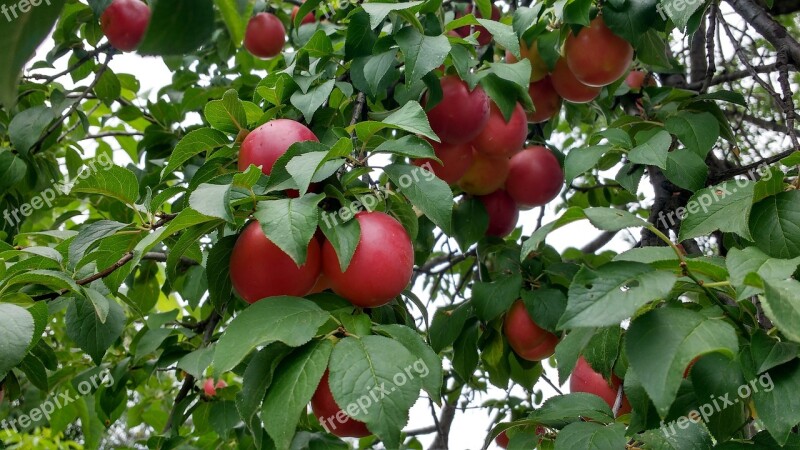 Red Plums Plum Ripe Plums Plums On Tree Fruit