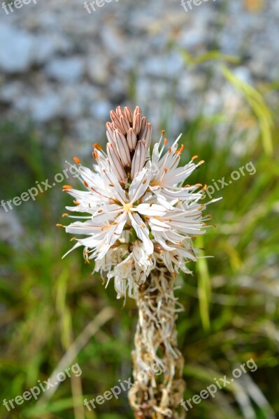 Flowers Mountain Alps Apuane Carrara