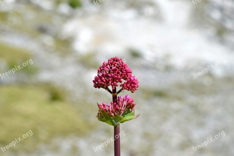 Flowers Mountain Alps Apuane Carrara