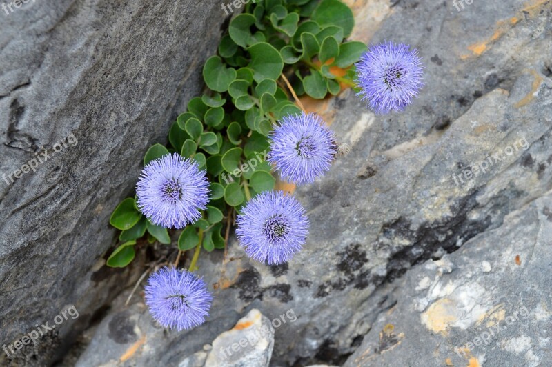 Flowers Mountain Alps Apuane Carrara