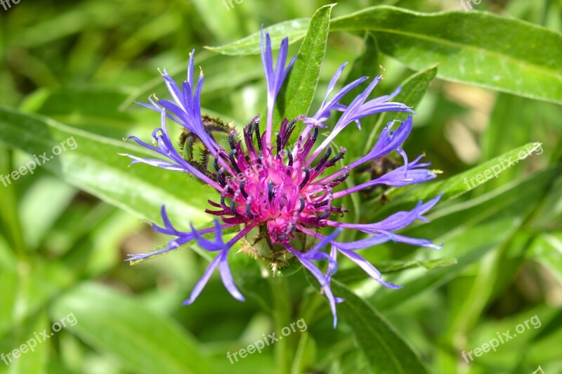 Flowers Mountain Alps Apuane Carrara