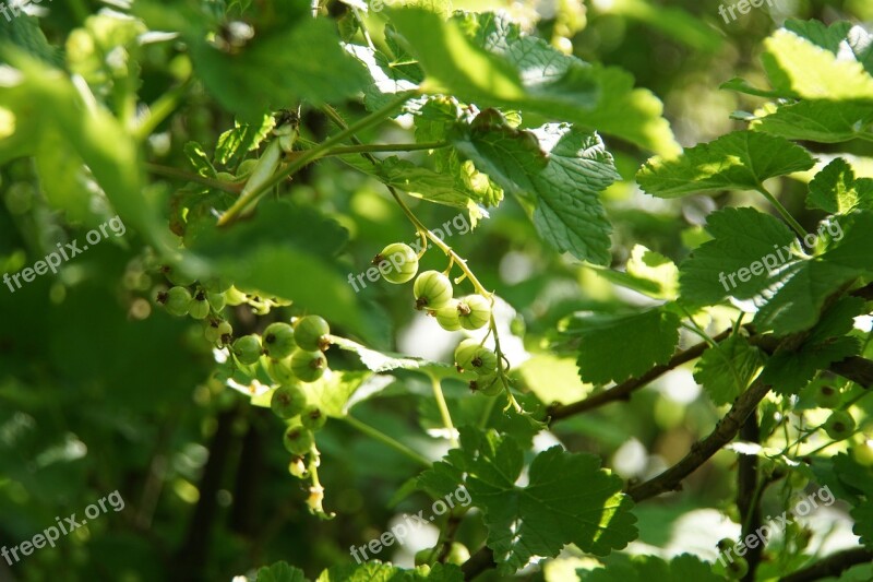 Currant Berry Bush Fruit Soft Fruit