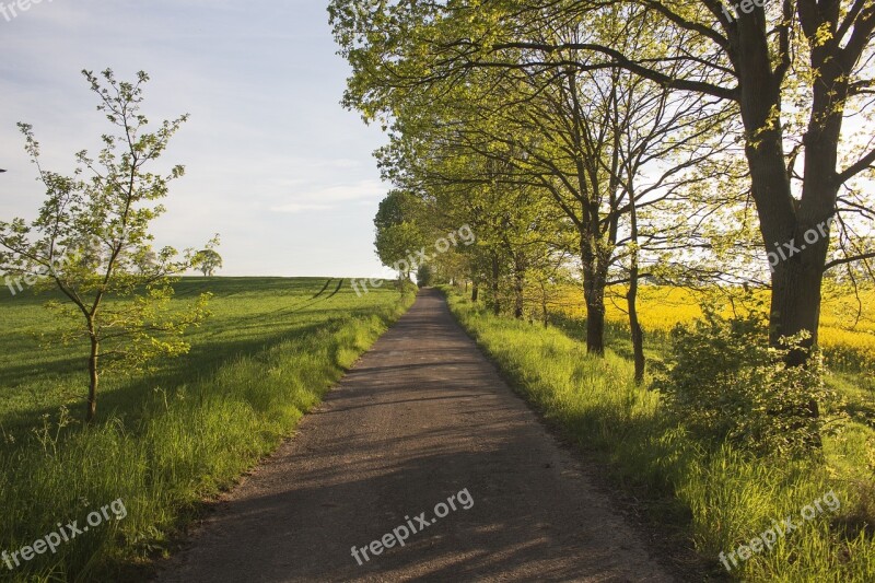 The Polish Roads Rural Roads Nature Fields Rapeseed