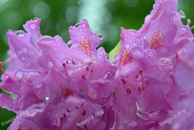 Pink Flower Rhododendron Nature Plant