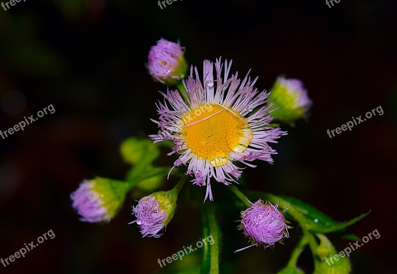 Flower Pink Pink Flowers Nature Floral