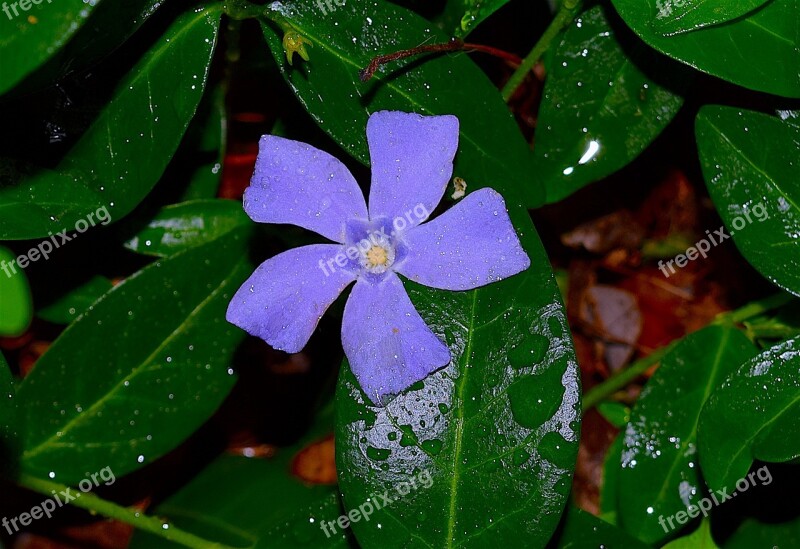 Periwinkle Violet Blue Green Leaf