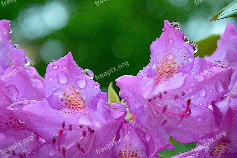 Pink Flower Rhododendron Nature Plant