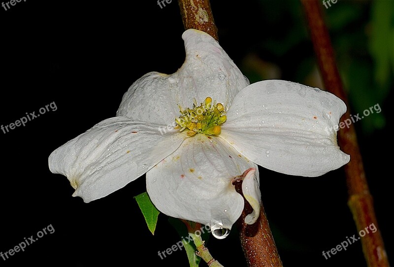 Dogwood White Dew Drop Nature Spring