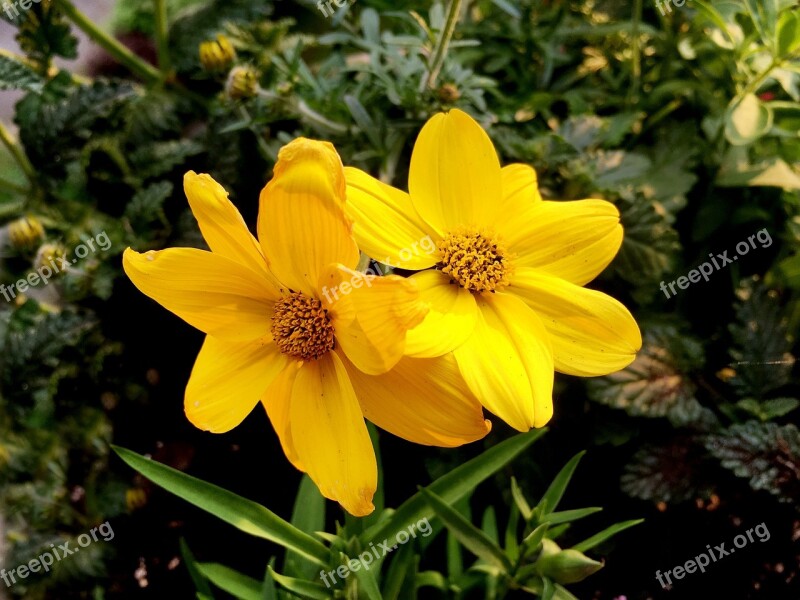 Balcony Flowers Balcony Plant Yellow Close Up