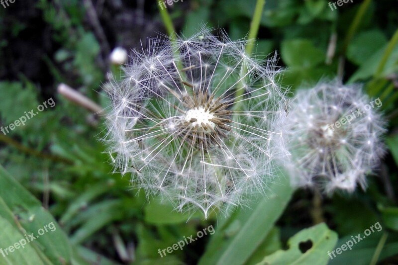 Dandelion Close Up Seeds Pointed Flower Faded