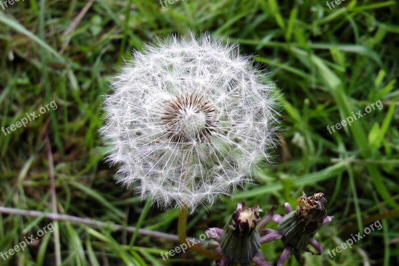 Dandelion Close Up Seeds Pointed Flower Faded