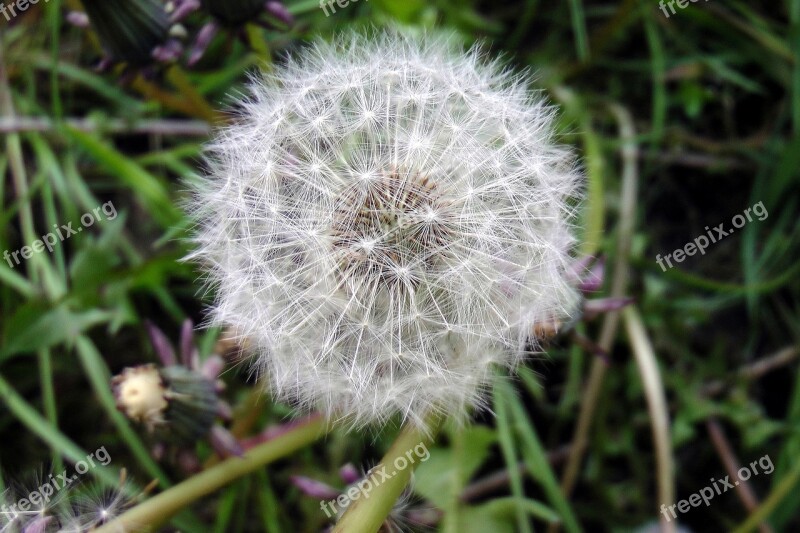 Dandelion Close Up Seeds Pointed Flower Faded