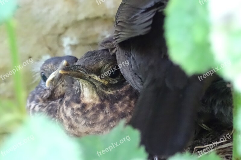 Blackbird Young Nest Bird's Nest Young Free Photos