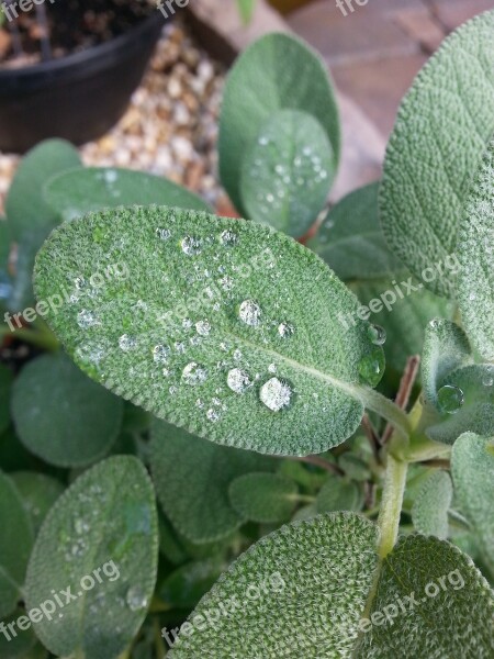 Herbs Water Droplets Water Plant Dew