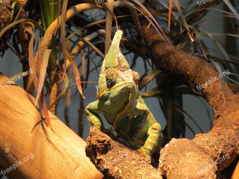 Chameleon Reptile Zoo Lizard Free Photos