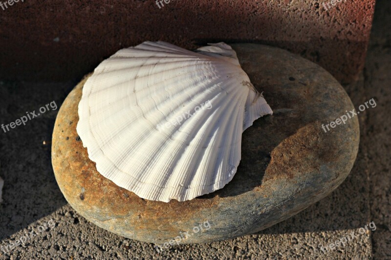 Seashell Clam Shell Ocean Beach