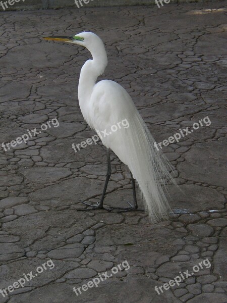 Snowy Egret Egret Egretta Thula Wild Feather