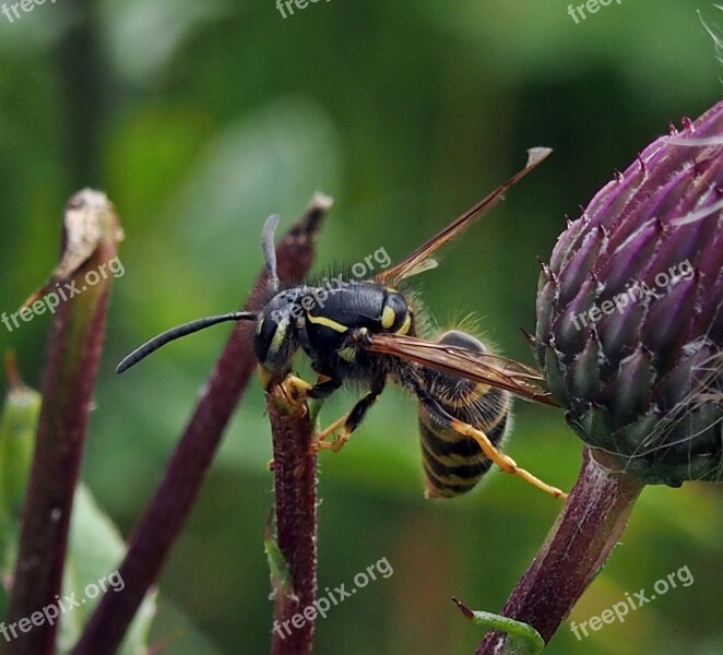 Wasp Insect Nature Summer Free Photos