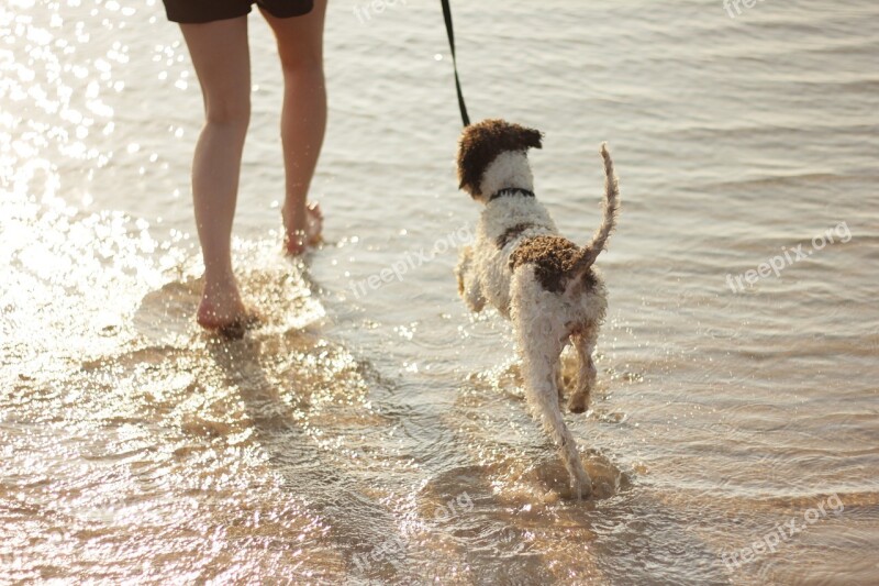 Dog Sea Legs Beach Play