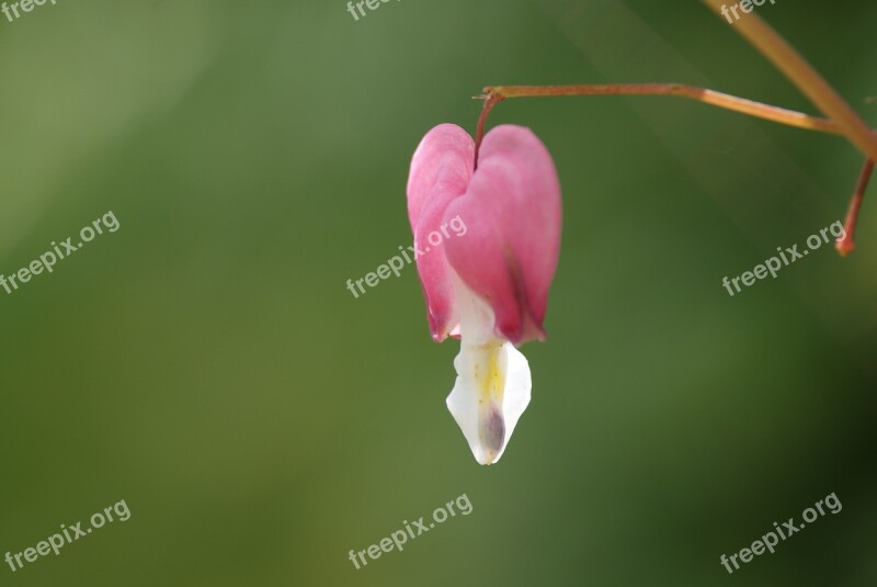 The Heart Of Husband Flower Printemp Free Photos