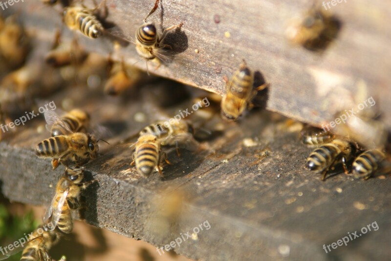 Hive Bees Beekeeper Free Photos