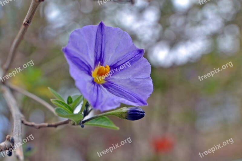 Flower Lilac Detail Lilac Hibiscus Nature