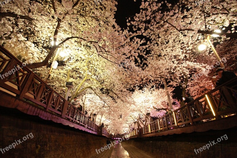 Blossom Jinhae Korea Free Photos