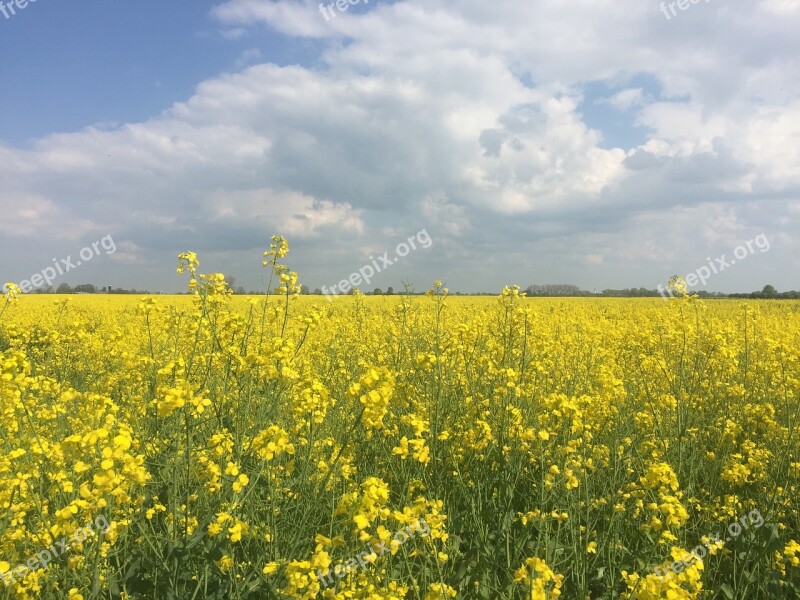 Field Of Rapeseeds Northern Germany Spring Field Plant