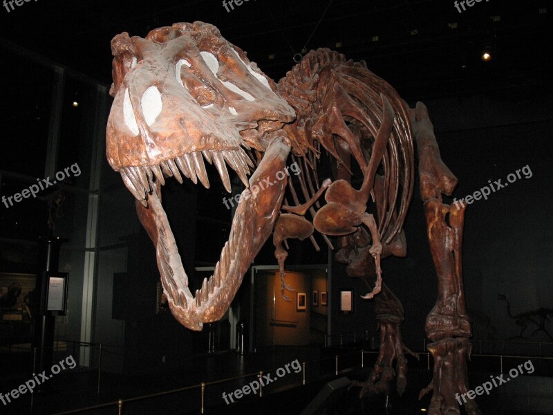 T-rex Dinosaur Tyrannosaurus Reptile Jurassic