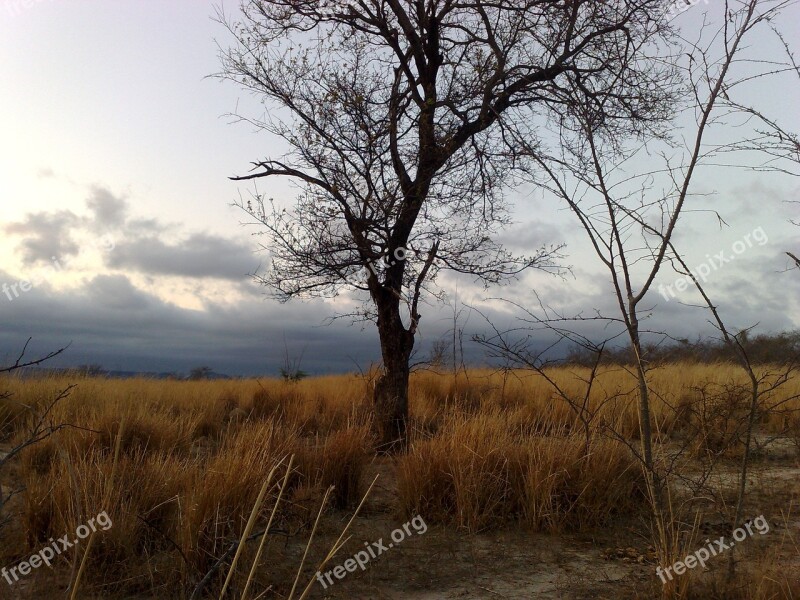 Tree Landscape Brazil Nature Old Tree