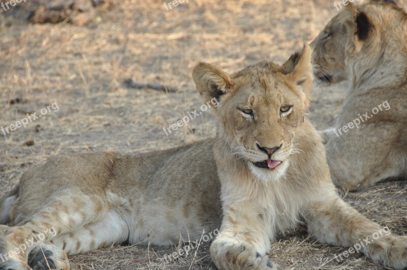 Cub Lion Animal Wildlife Wild