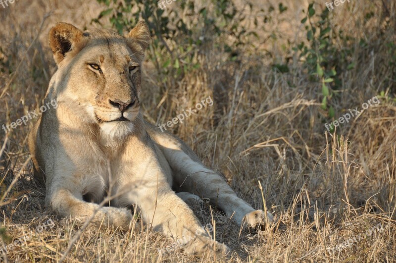 Lioness Africa Wild Nature Lion